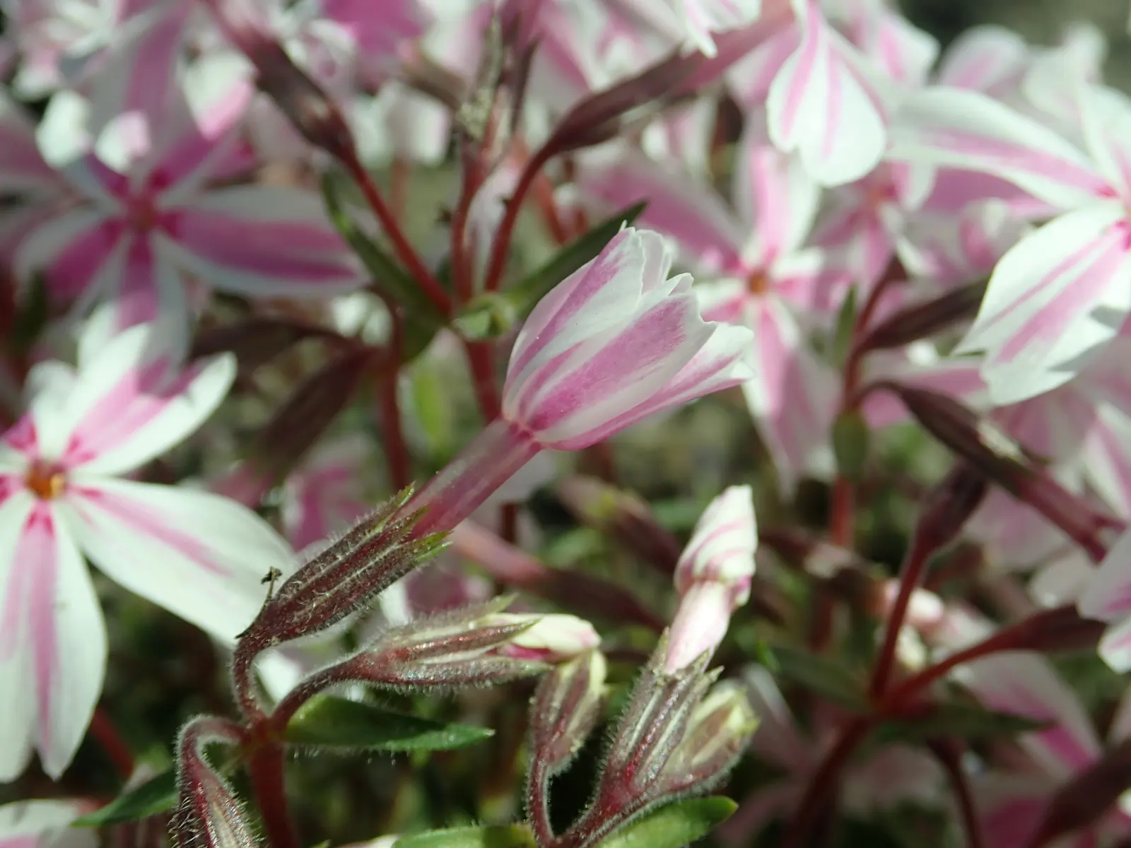 Candy Stripe Moss Phlox (Phlox Subulata 'Candy Stripe') — Attracts pollinators while resisting deer