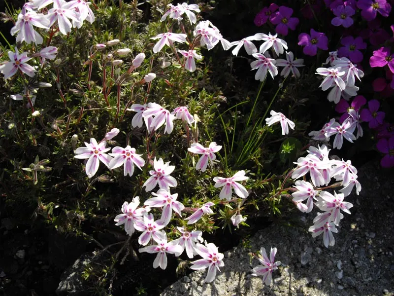 Candy Stripe Moss Phlox (Phlox Subulata 'Candy Stripe') — Attracts pollinators while resisting deer; a light application of a balanced
