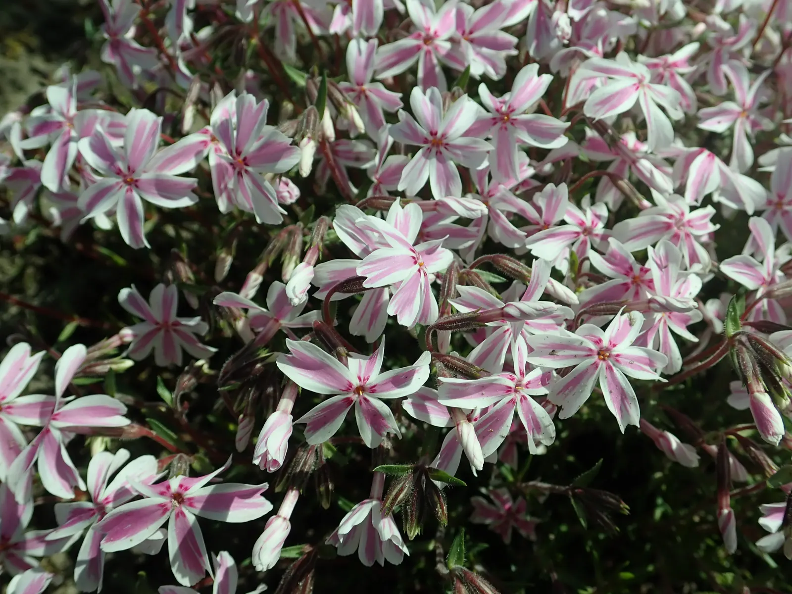 Candy Stripe Moss Phlox (Phlox Subulata 'Candy Stripe') — or cascading over retaining walls due to its mat-forming growth habit; this phlox variety should be