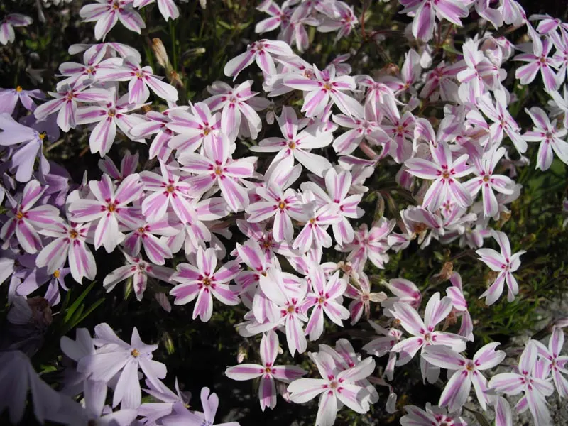 Candy Stripe Moss Phlox (Phlox Subulata 'Candy Stripe') — Regular watering is necessary when establishing new plants