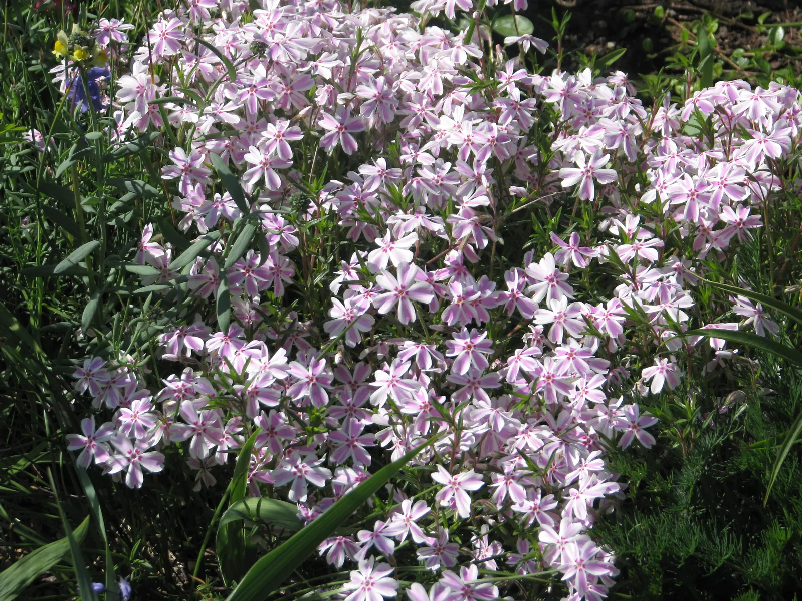 Candy Stripe Moss Phlox (Phlox Subulata 'Candy Stripe') — Each plant can spread up to 2 feet wide; multi-colored and pink and white flowers in the garden