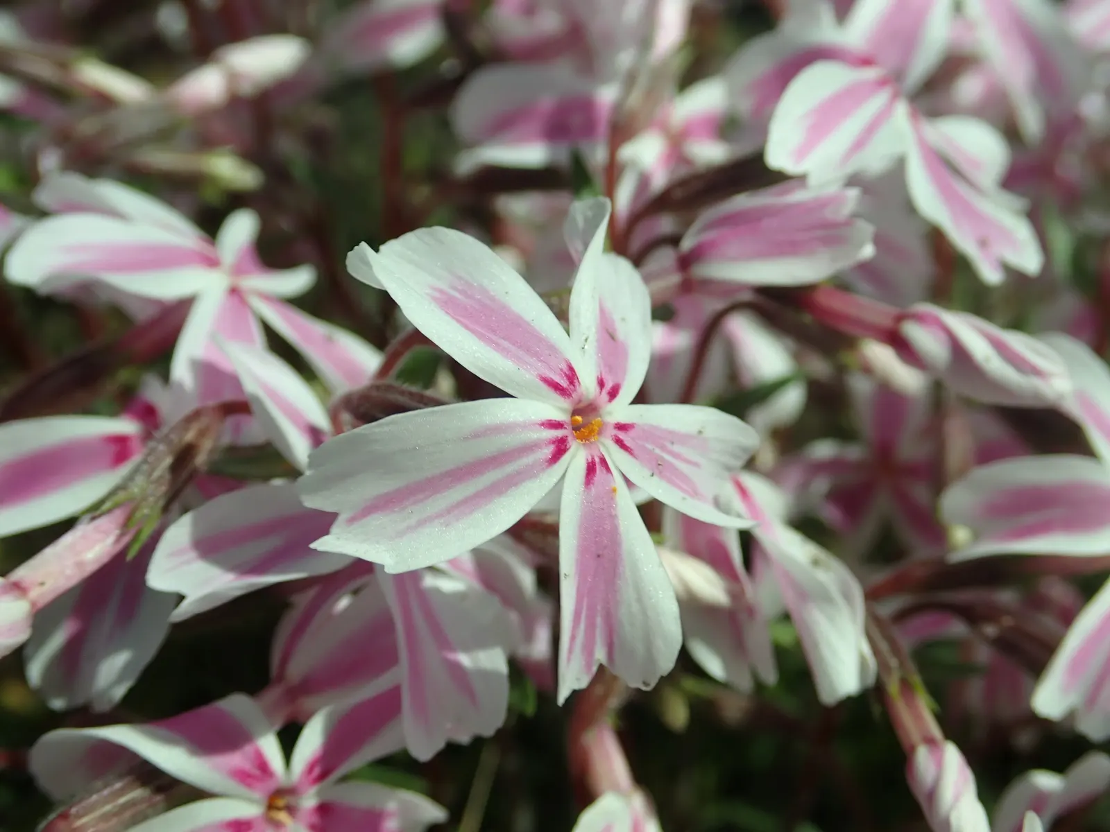 Candy Stripe Moss Phlox (Phlox Subulata 'Candy Stripe') — Ideal for borders and rock gardens; with peak blooming typically occurring in April.<br><br>Adaptable