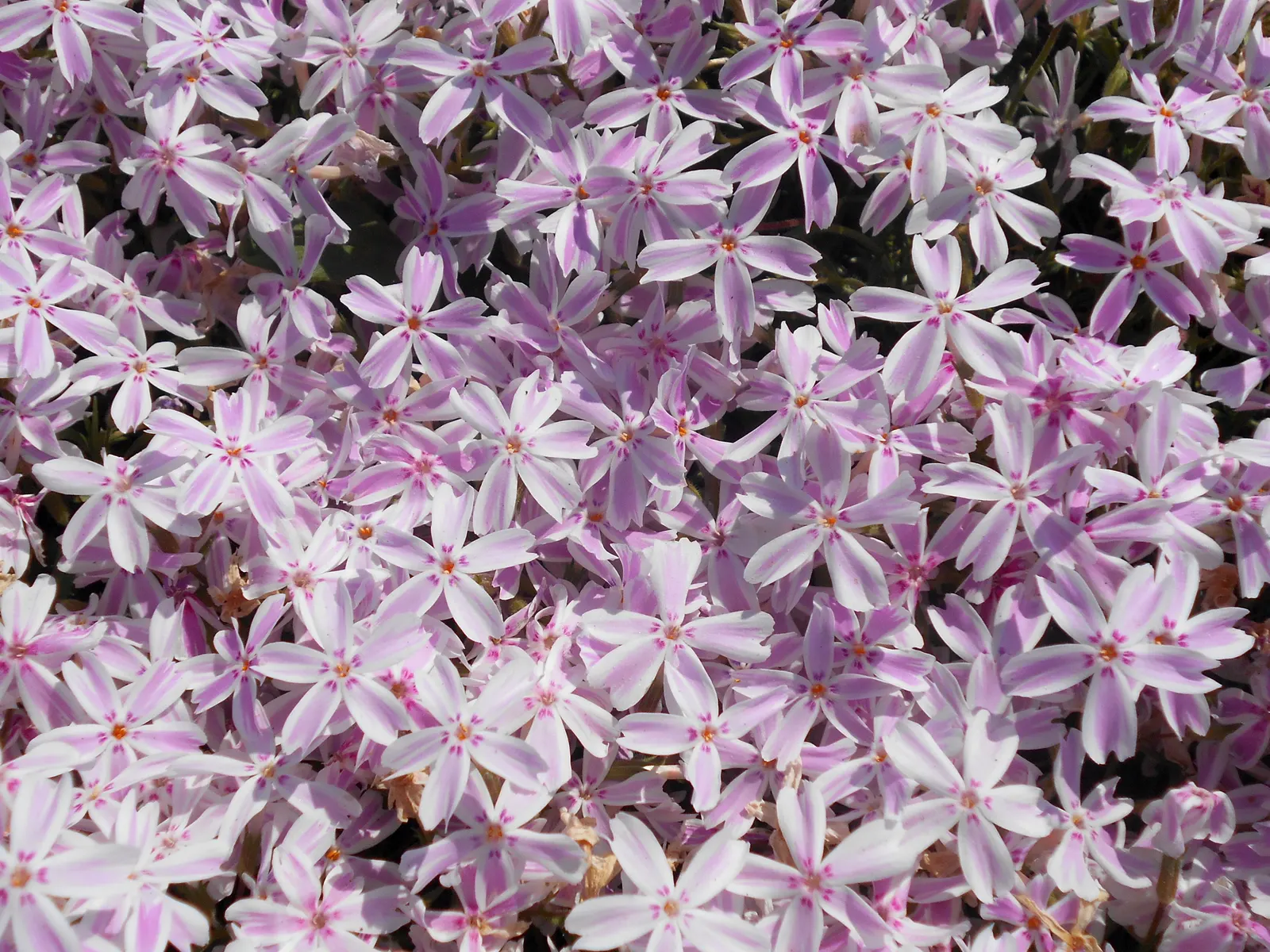 Candy Stripe Moss Phlox (Phlox Subulata 'Candy Stripe') — commonly referred to as Candy Stripe Moss Phlox; low-growing perennial boasting eye-catching white