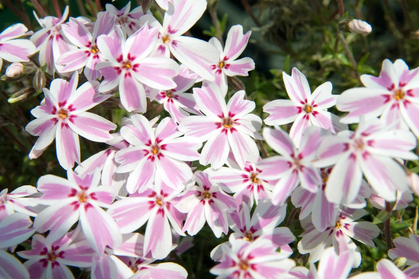 Candy Stripe Moss Phlox (Phlox Subulata 'Candy Stripe') — forming a dense 4-6 inch-high mat of needle-like foliage