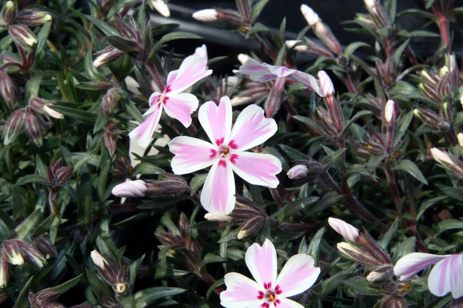 Candy Stripe Moss Phlox (Phlox Subulata 'Candy Stripe') — and thrives in well-drained soil