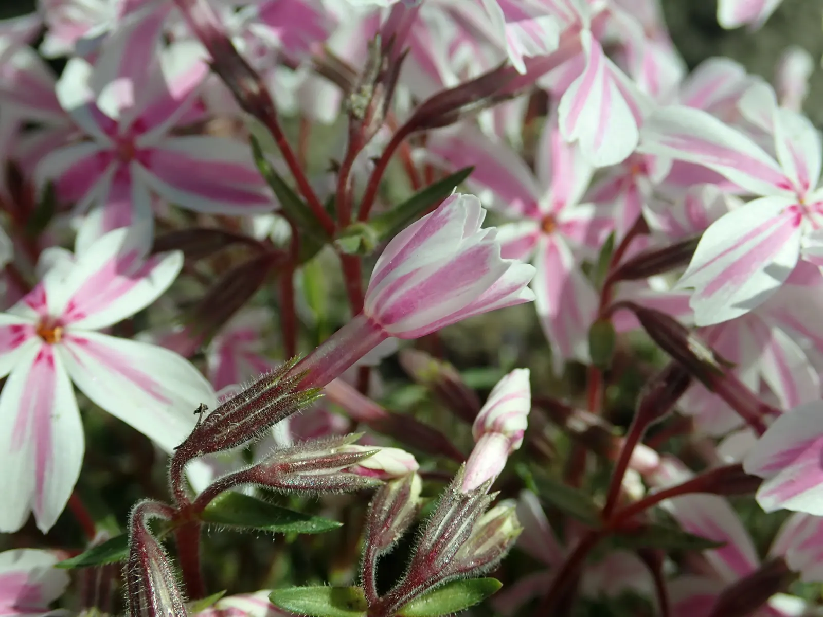 Candy Stripe Moss Phlox (Phlox Subulata 'Candy Stripe') — is drought-tolerant once established