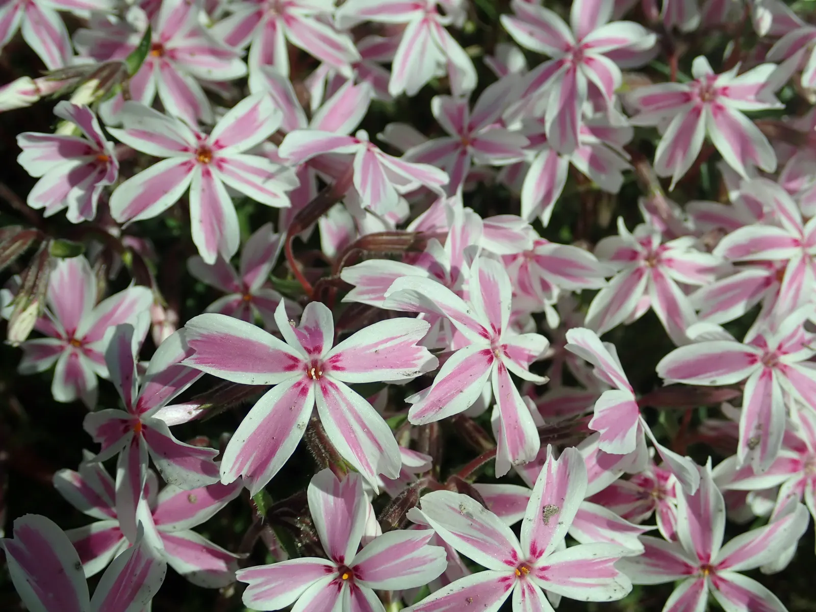 Candy Stripe Moss Phlox (Phlox Subulata 'Candy Stripe') — the Candy Stripe Moss Phlox is drought-tolerant