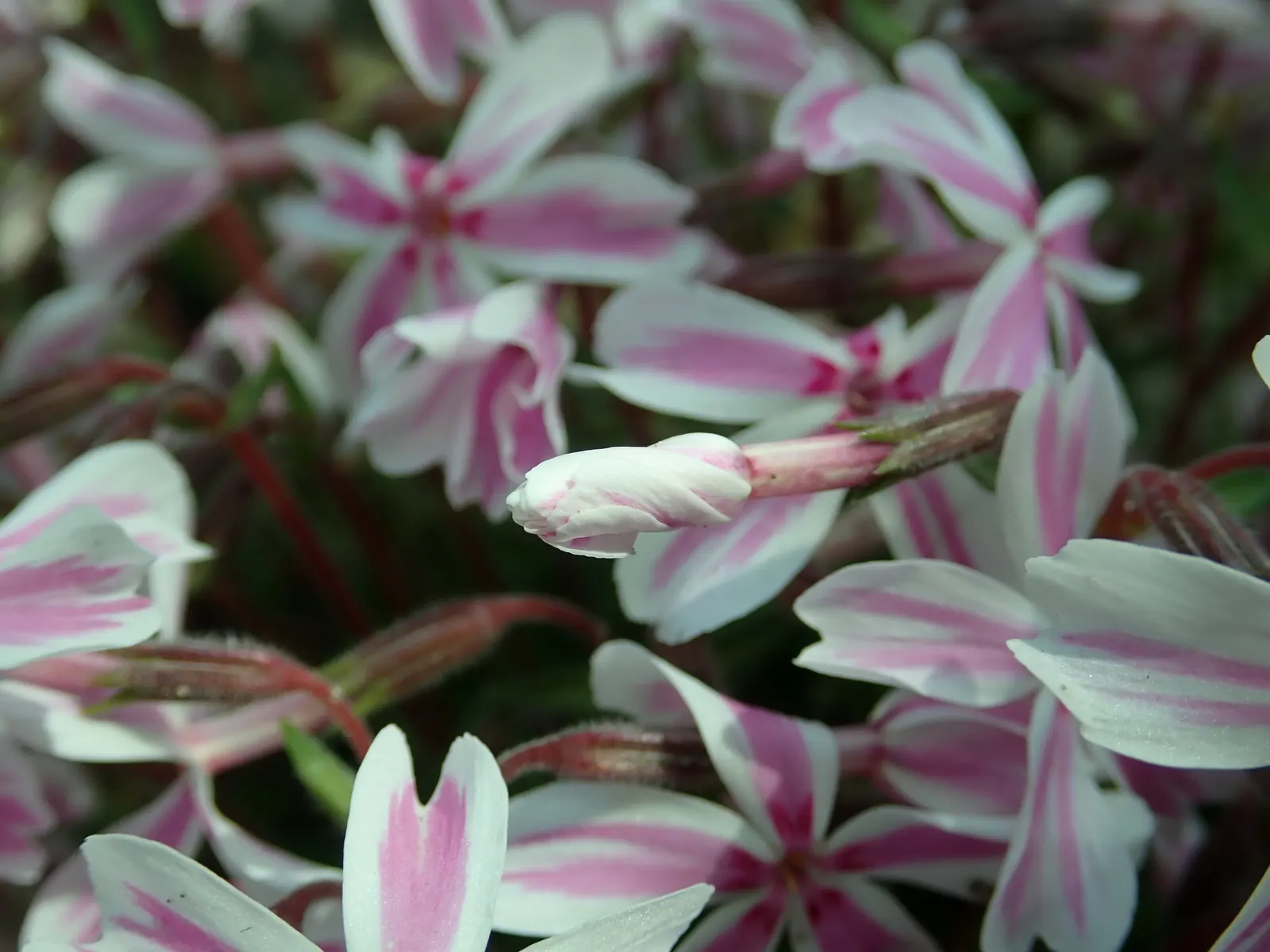 Candy Stripe Moss Phlox (Phlox Subulata 'Candy Stripe') — perennial with multi-colored and pink and white blooms