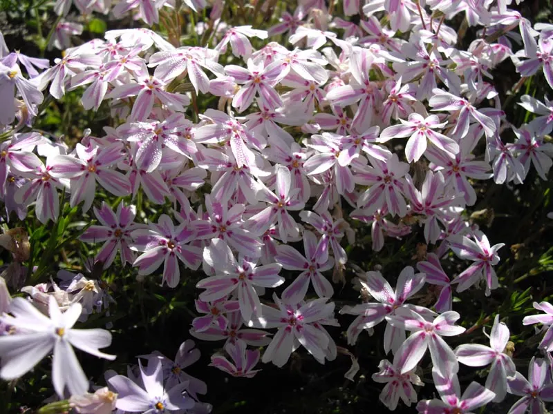 Candy Stripe Moss Phlox (Phlox Subulata 'Candy Stripe') — a light application of a balanced