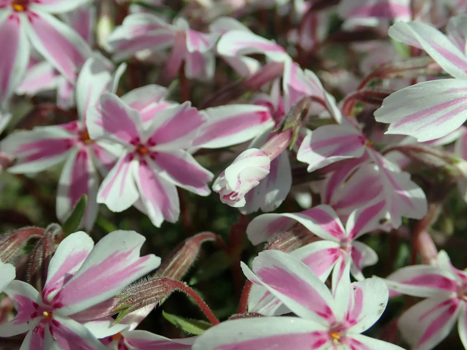 Candy Stripe Moss Phlox (Phlox Subulata 'Candy Stripe') — makes it an excellent choice for both novice and seasoned gardeners