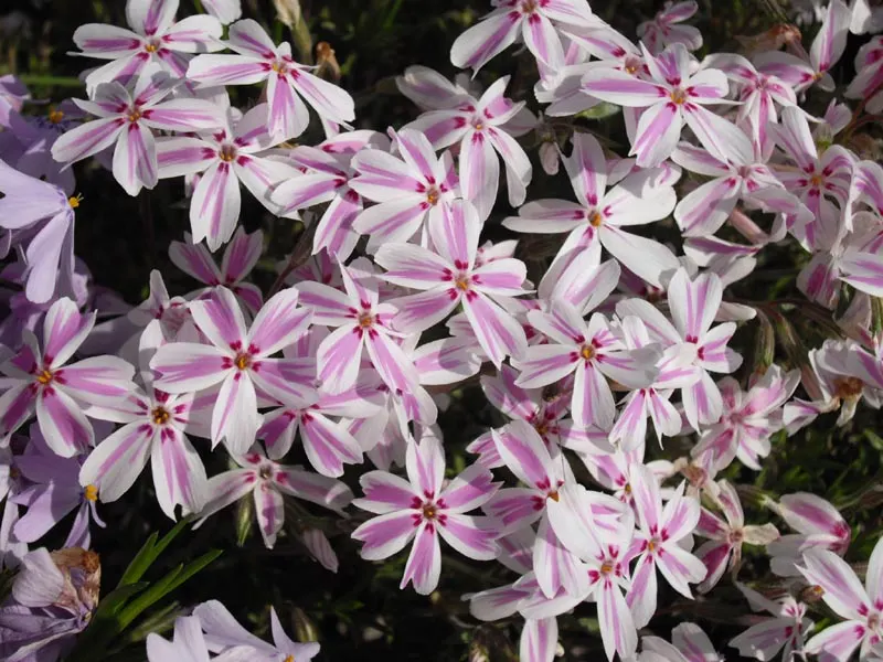 Candy Stripe Moss Phlox (Phlox Subulata 'Candy Stripe') — coupled with its resistance to deer and other pests