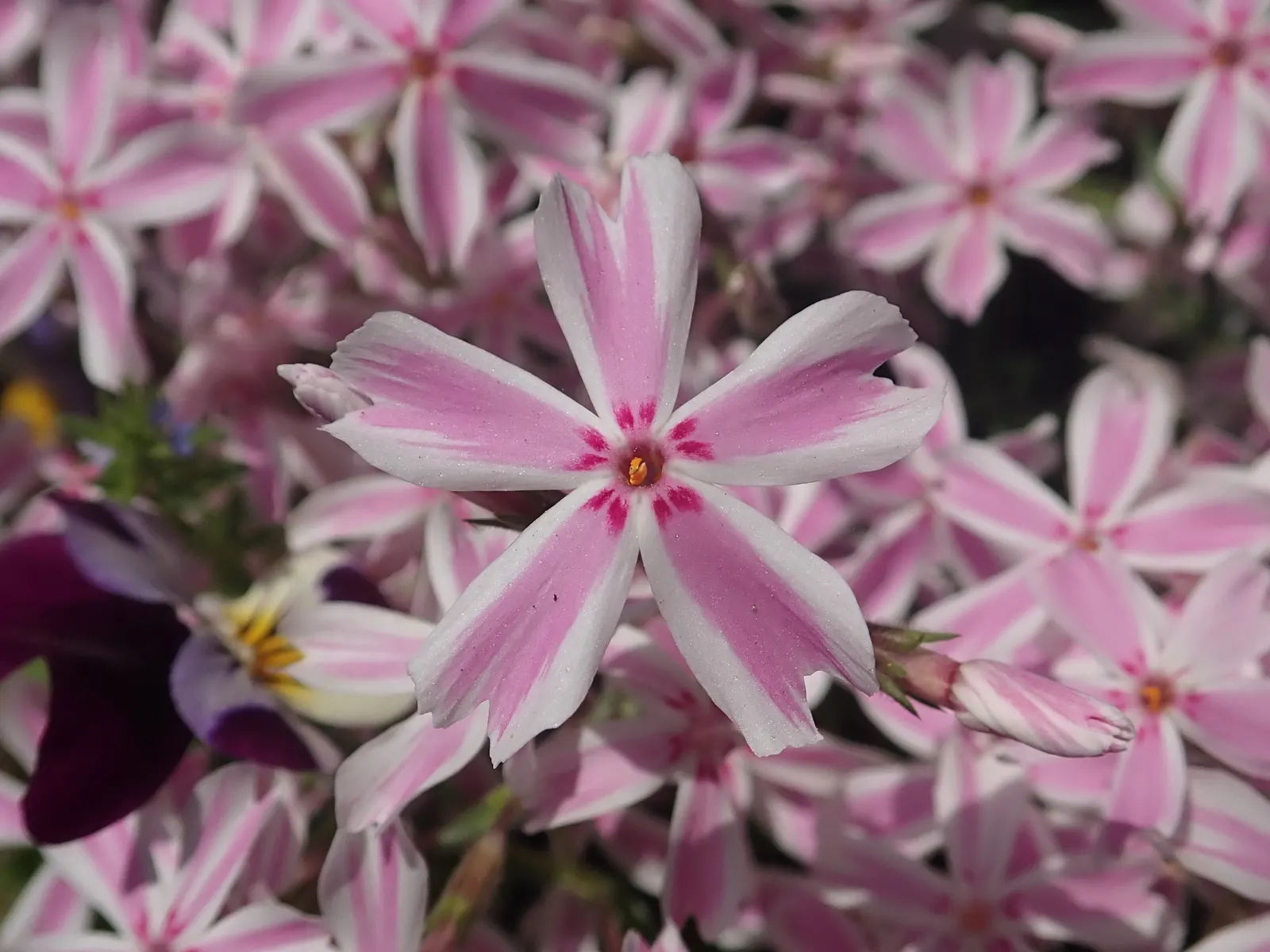 Candy Stripe Moss Phlox (Phlox Subulata 'Candy Stripe') — though preferring well-draining conditions; forming a dense 4-6 inch-high mat of needle-like foliage