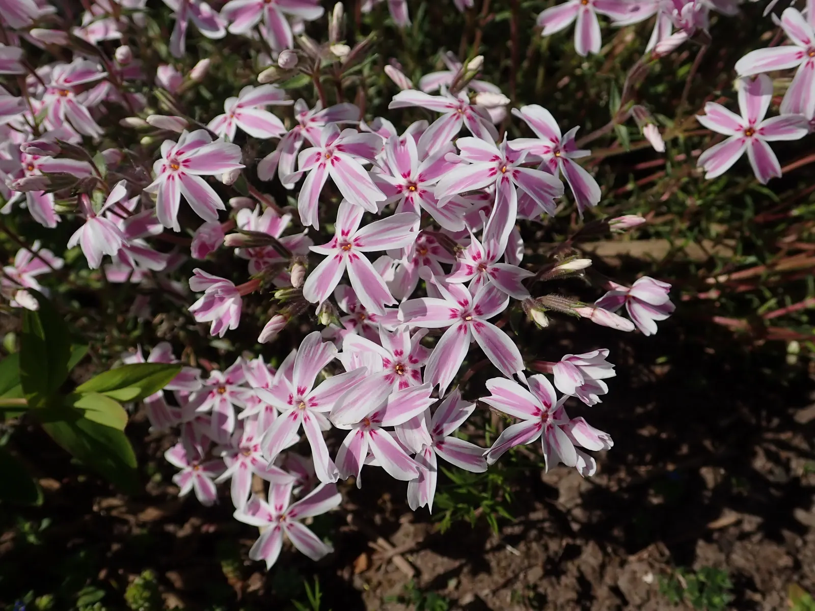 Candy Stripe Moss Phlox (Phlox Subulata 'Candy Stripe') — commonly referred to as Candy Stripe Moss Phlox