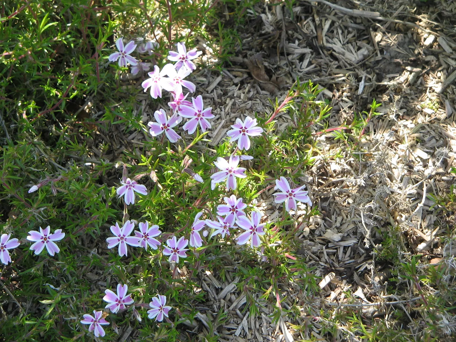 Candy Stripe Moss Phlox (Phlox Subulata 'Candy Stripe') — Candy Stripe Moss Phlox excels in rock gardens; showcasing its beauty in early to late spring