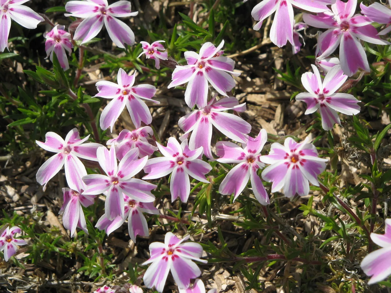 Candy Stripe Moss Phlox (Phlox Subulata 'Candy Stripe') — showcasing its beauty in early to late spring; each plant can spread up to 2 feet wide