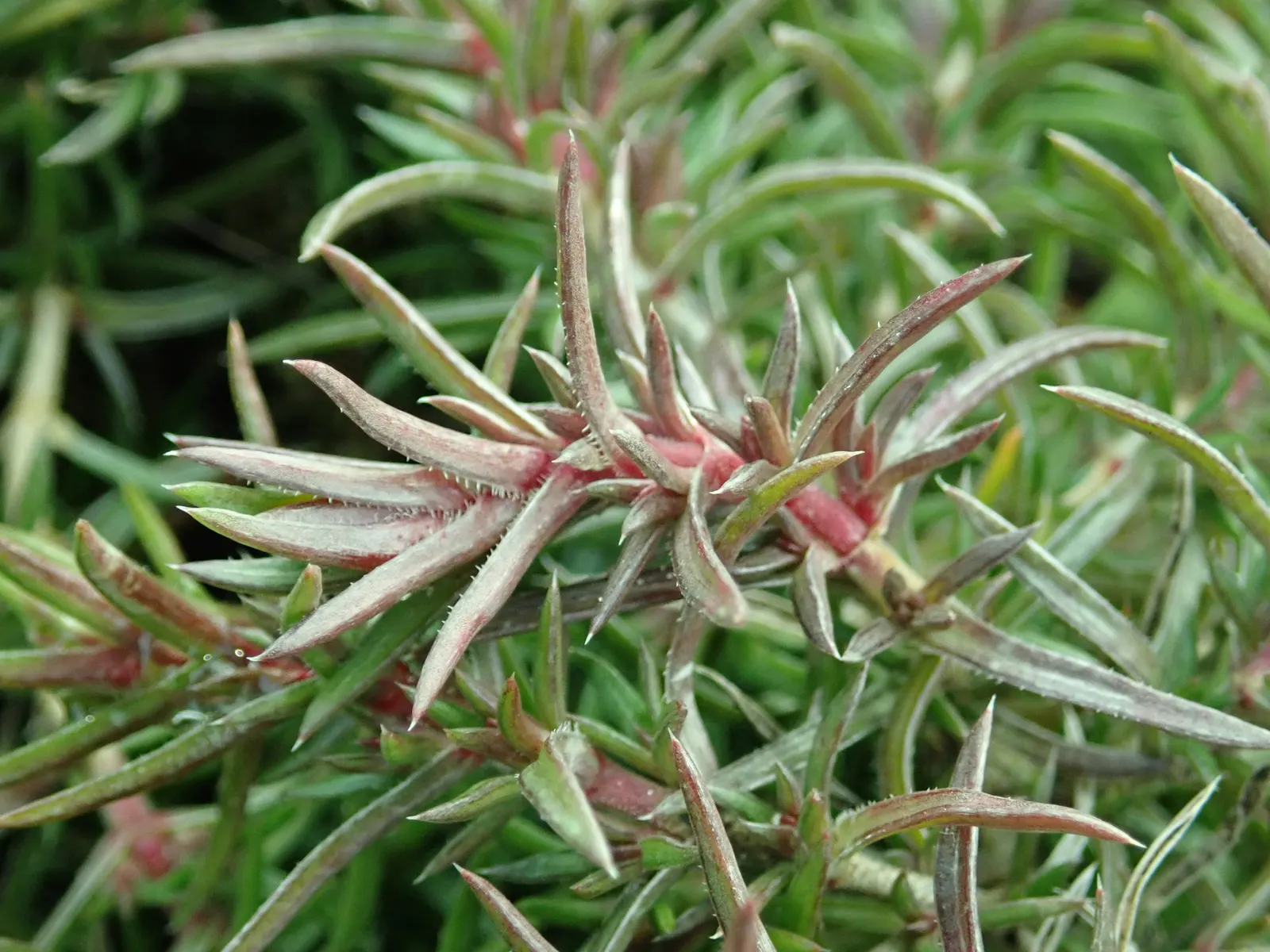 Candy Stripe Moss Phlox (Phlox Subulata 'Candy Stripe') — with peak blooming typically occurring in April.<br><br>Adaptable to a range of soil types; coupled