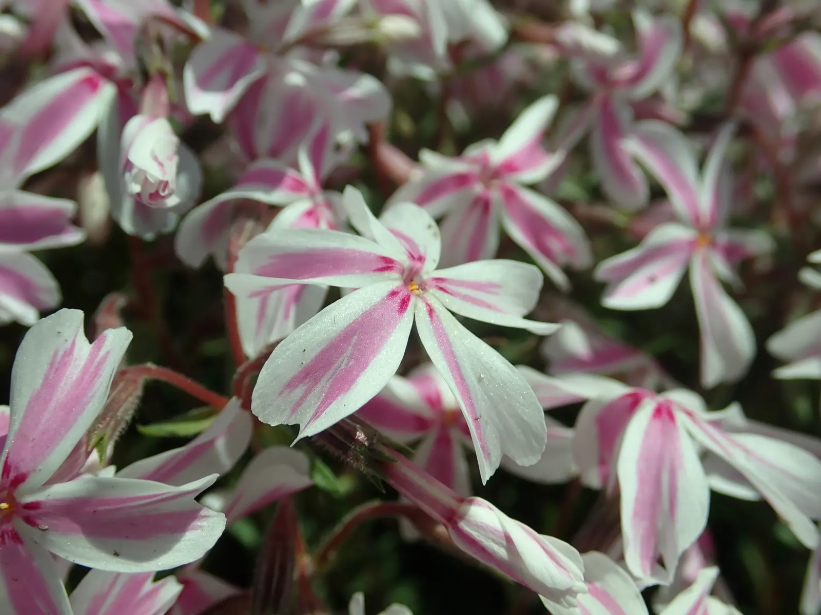 Candy Stripe Moss Phlox (Phlox Subulata 'Candy Stripe') — perennial for full