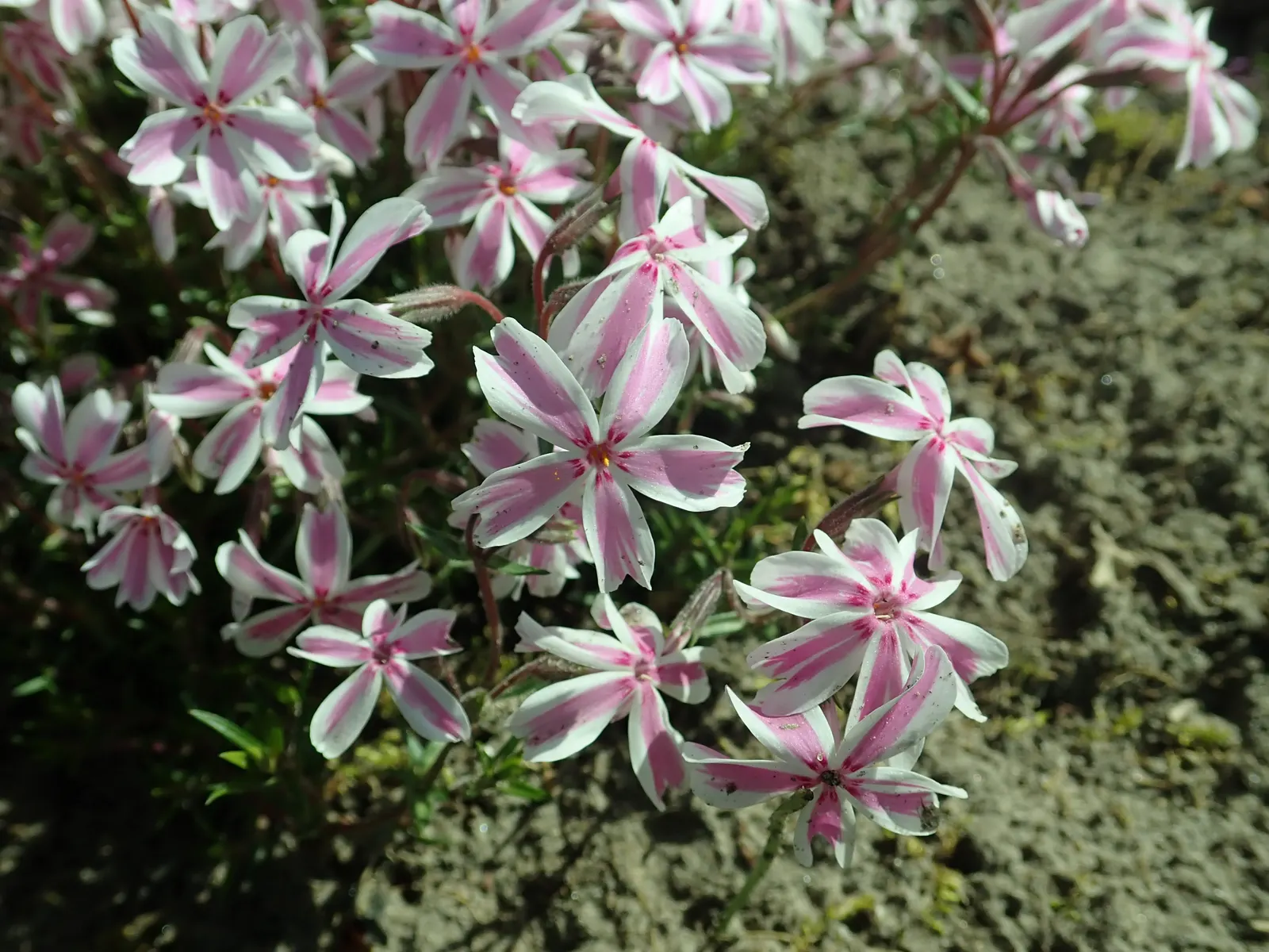 Candy Stripe Moss Phlox (Phlox Subulata 'Candy Stripe') — multi-colored and pink and white flowers in the garden