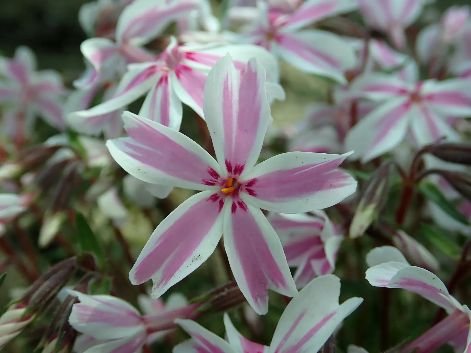 Candy Stripe Moss Phlox (Phlox Subulata 'Candy Stripe') — this phlox variety should be planted in an area receiving full sun to partial shade