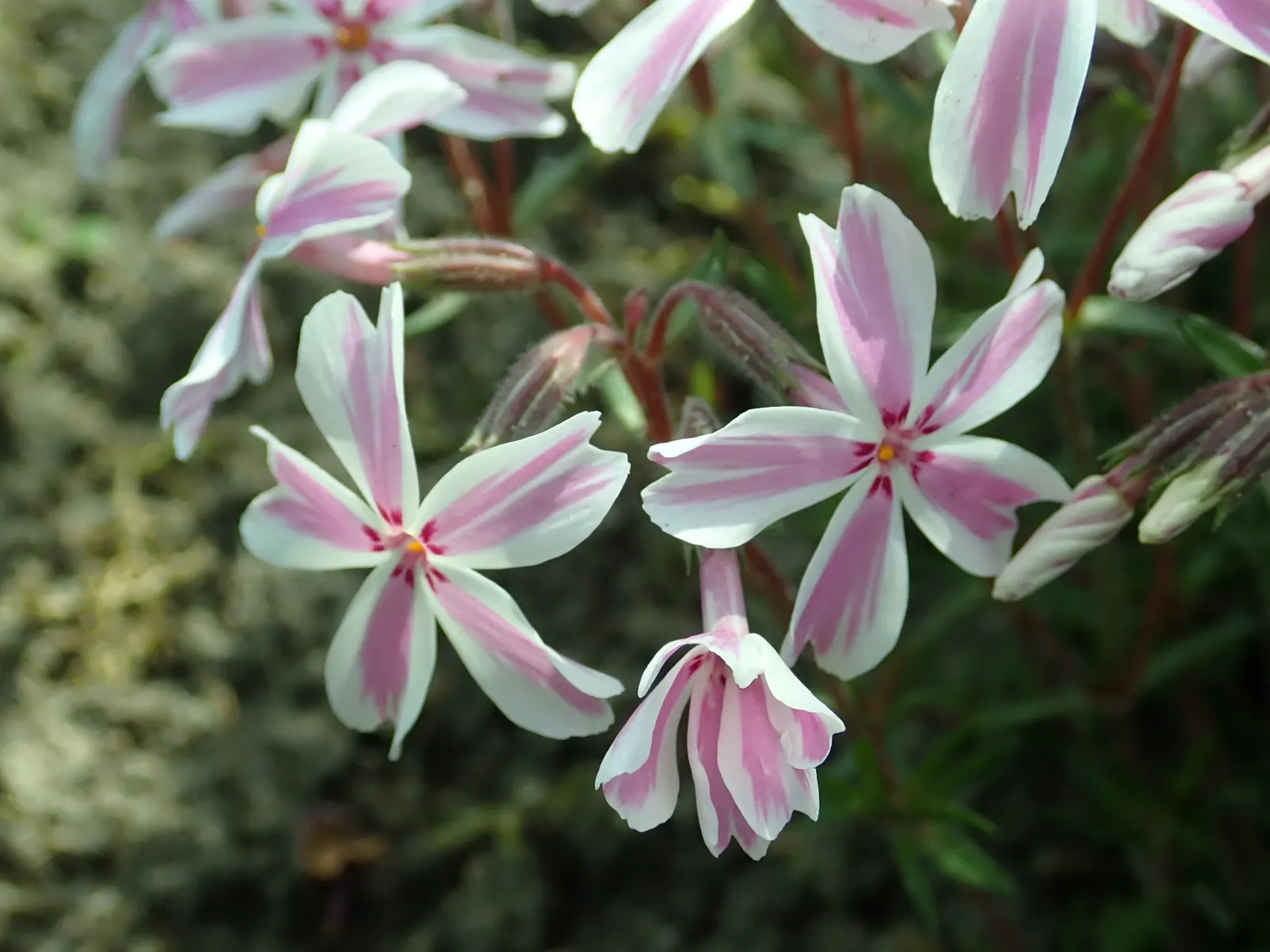 Candy Stripe Moss Phlox (Phlox Subulata 'Candy Stripe') — This sun-loving groundcover blooms profusely in spring; perennial with multi-colored and pink and