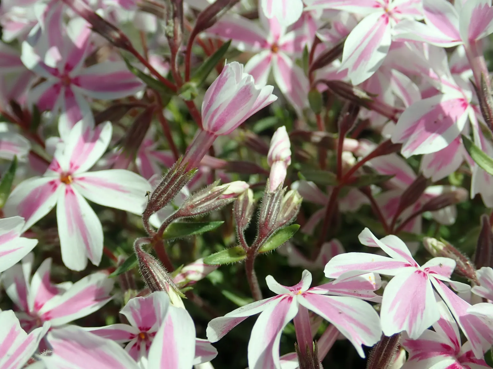 Candy Stripe Moss Phlox (Phlox Subulata 'Candy Stripe') — Candy Stripe Moss Phlox excels in rock gardens