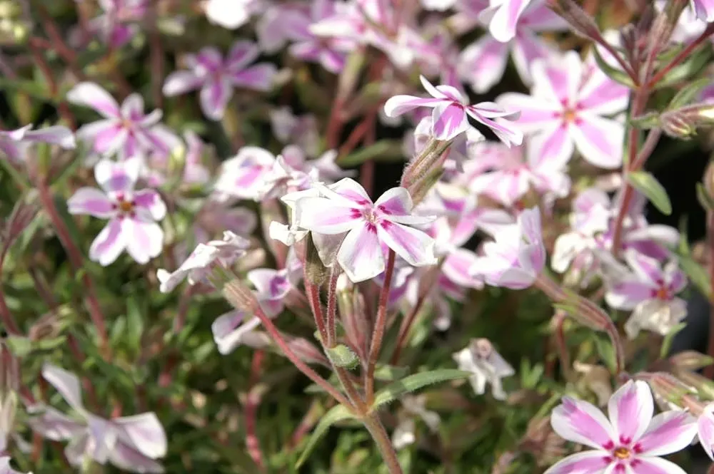 Candy Stripe Moss Phlox (Phlox Subulata 'Candy Stripe') — This cultivar thrives in USDA hardiness zones 3 to 9