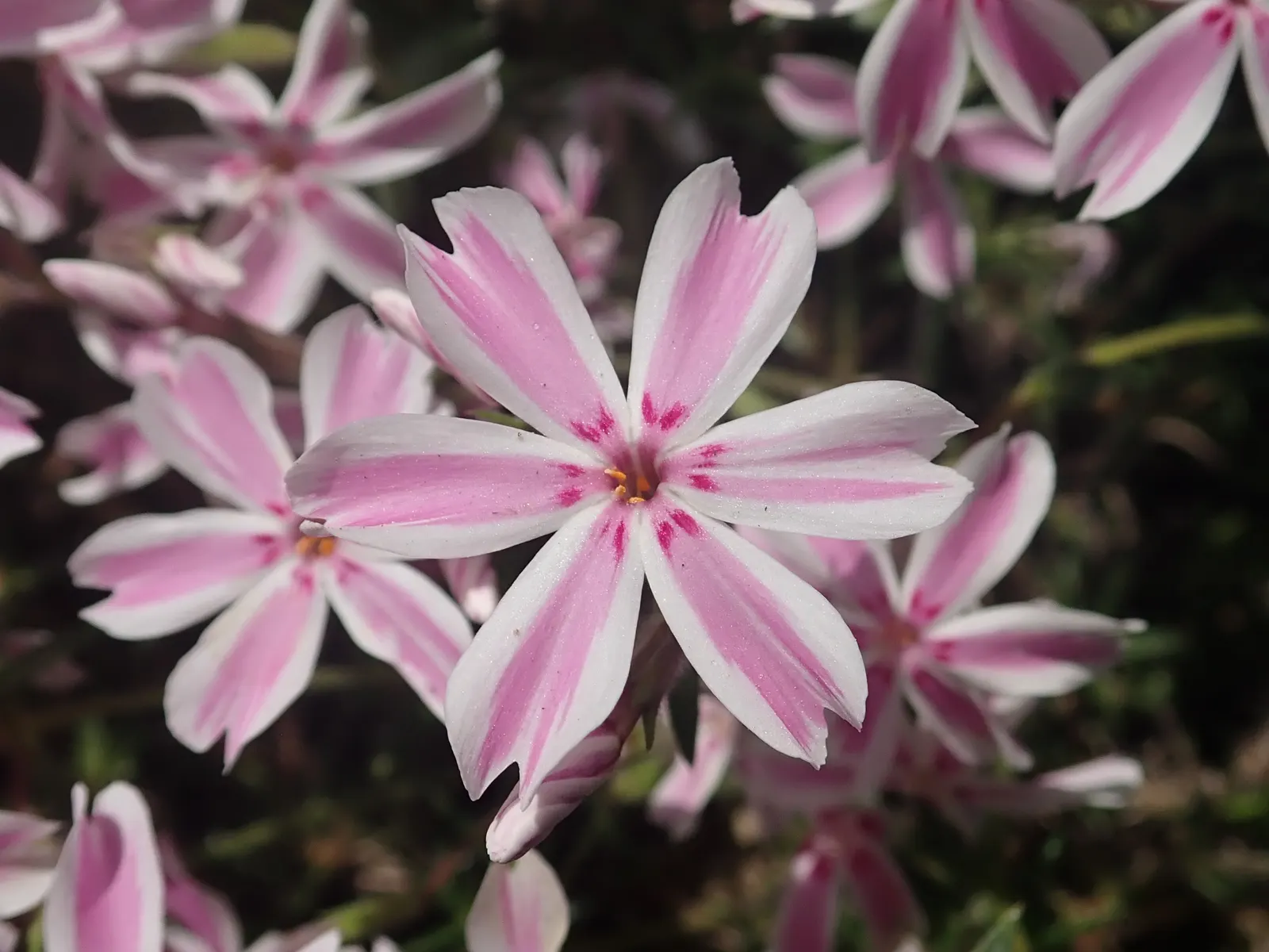 Candy Stripe Moss Phlox (Phlox Subulata 'Candy Stripe') — showcasing its beauty in early to late spring