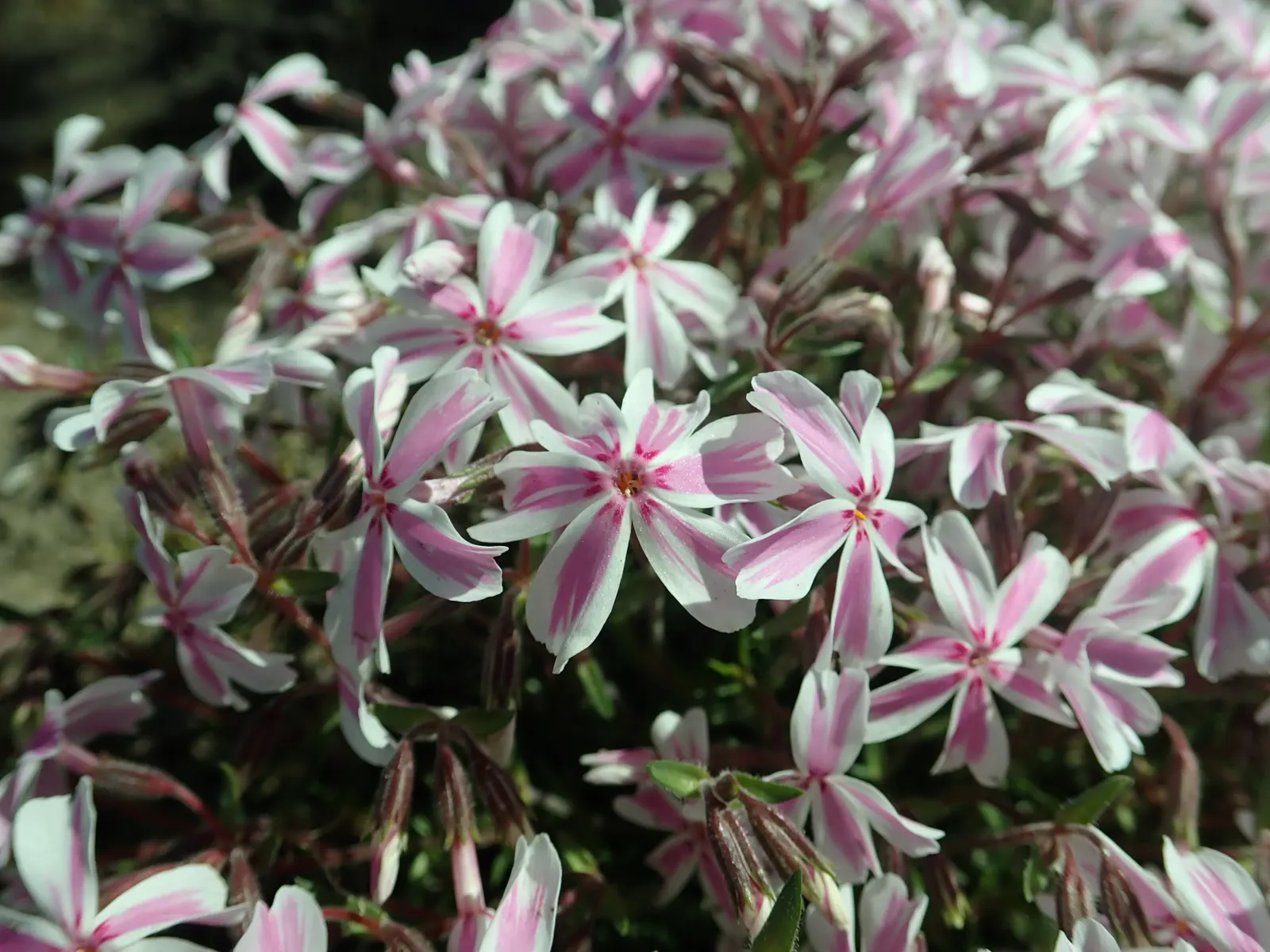 Candy Stripe Moss Phlox (Phlox Subulata 'Candy Stripe') — This cultivar thrives in USDA hardiness zones 3 to 9; commonly referred to as Candy Stripe Moss Phlox