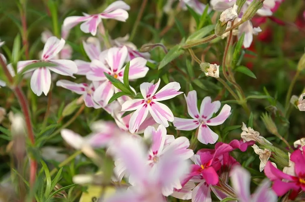Candy Stripe Moss Phlox (Phlox Subulata 'Candy Stripe') — though preferring well-draining conditions
