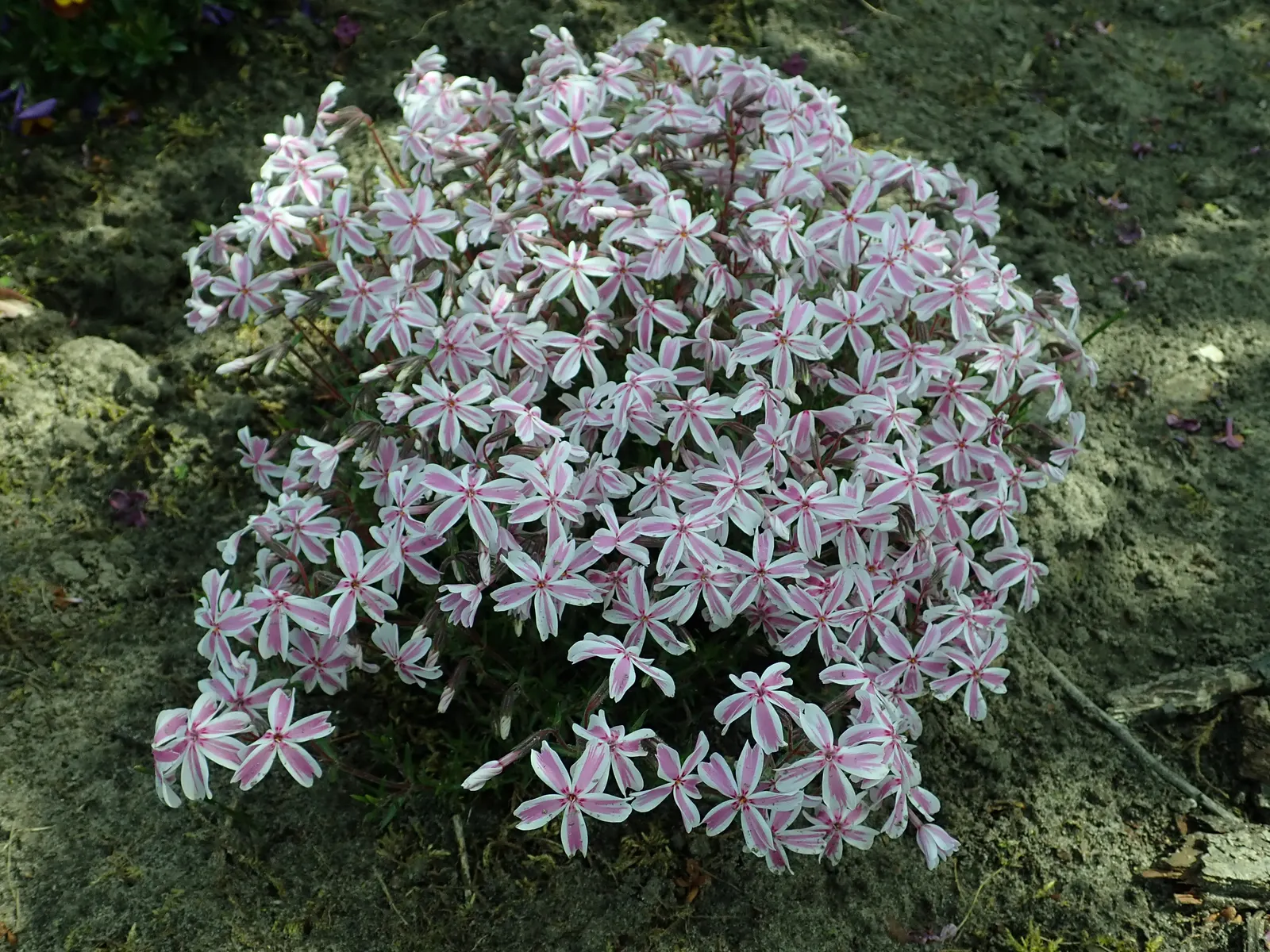 Candy Stripe Moss Phlox (Phlox Subulata 'Candy Stripe') — This sun-loving groundcover blooms profusely in spring