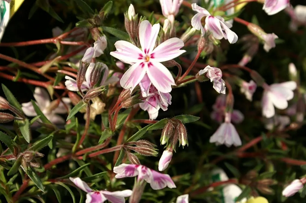 Candy Stripe Moss Phlox (Phlox Subulata 'Candy Stripe') — or cascading over retaining walls due to its mat-forming growth habit