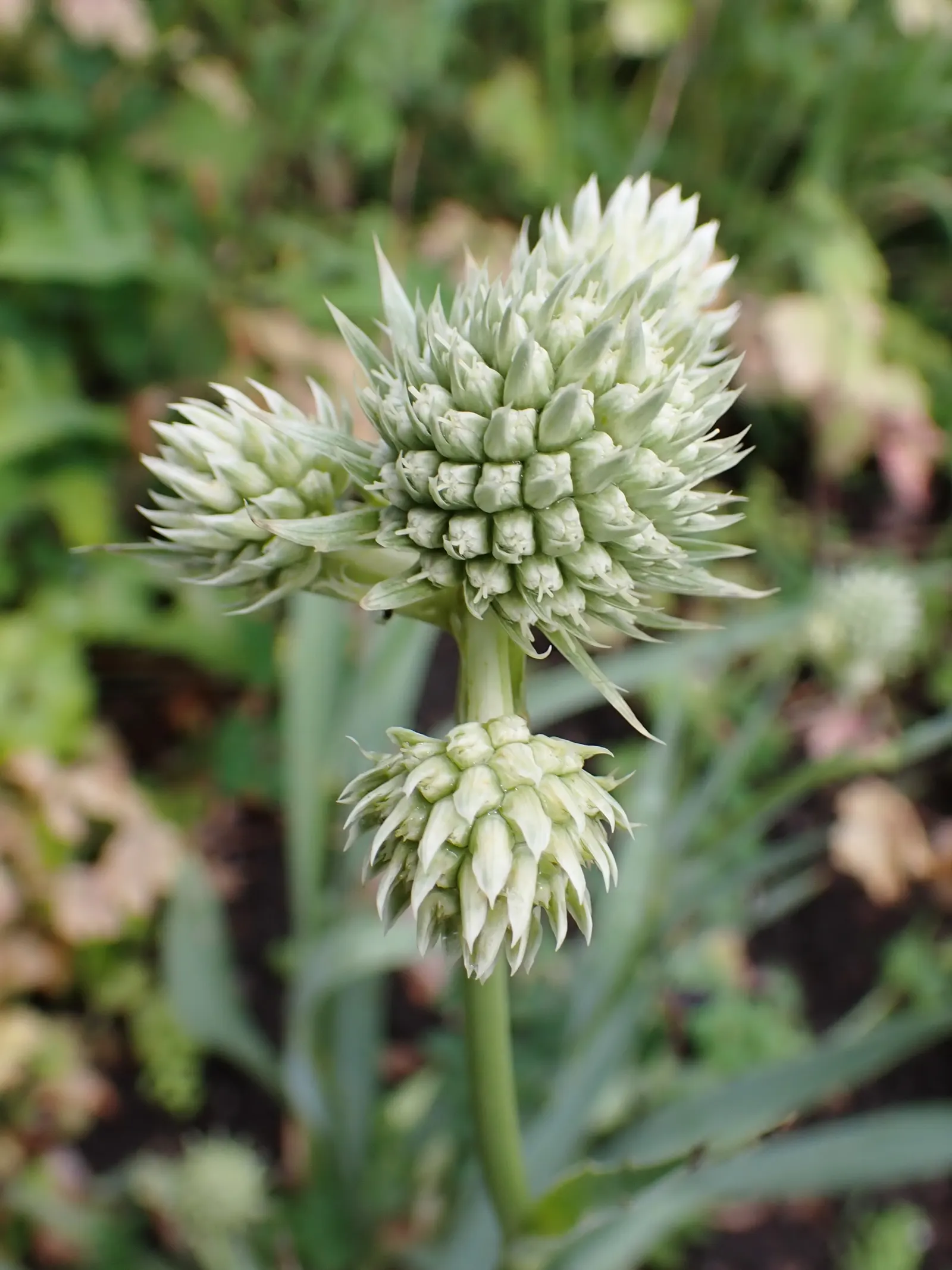 Rattlesnake Master (Eryngium Yuccifolium) — It's excellent for adding structure in naturalistic plantings and prairie restorations; thriving in USDA zones 3-8