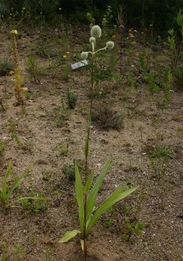 Rattlesnake Master (Eryngium Yuccifolium) — sword-like leaves that can grow up to 3 feet long and resemble those of the yucca plant; and other beneficial