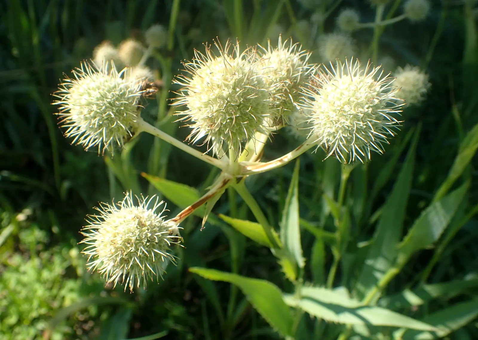 Rattlesnake Master (Eryngium Yuccifolium) — Eryngium yuccifolium, commonly called Rattlesnake Master, is a perennial native to North American, image 51