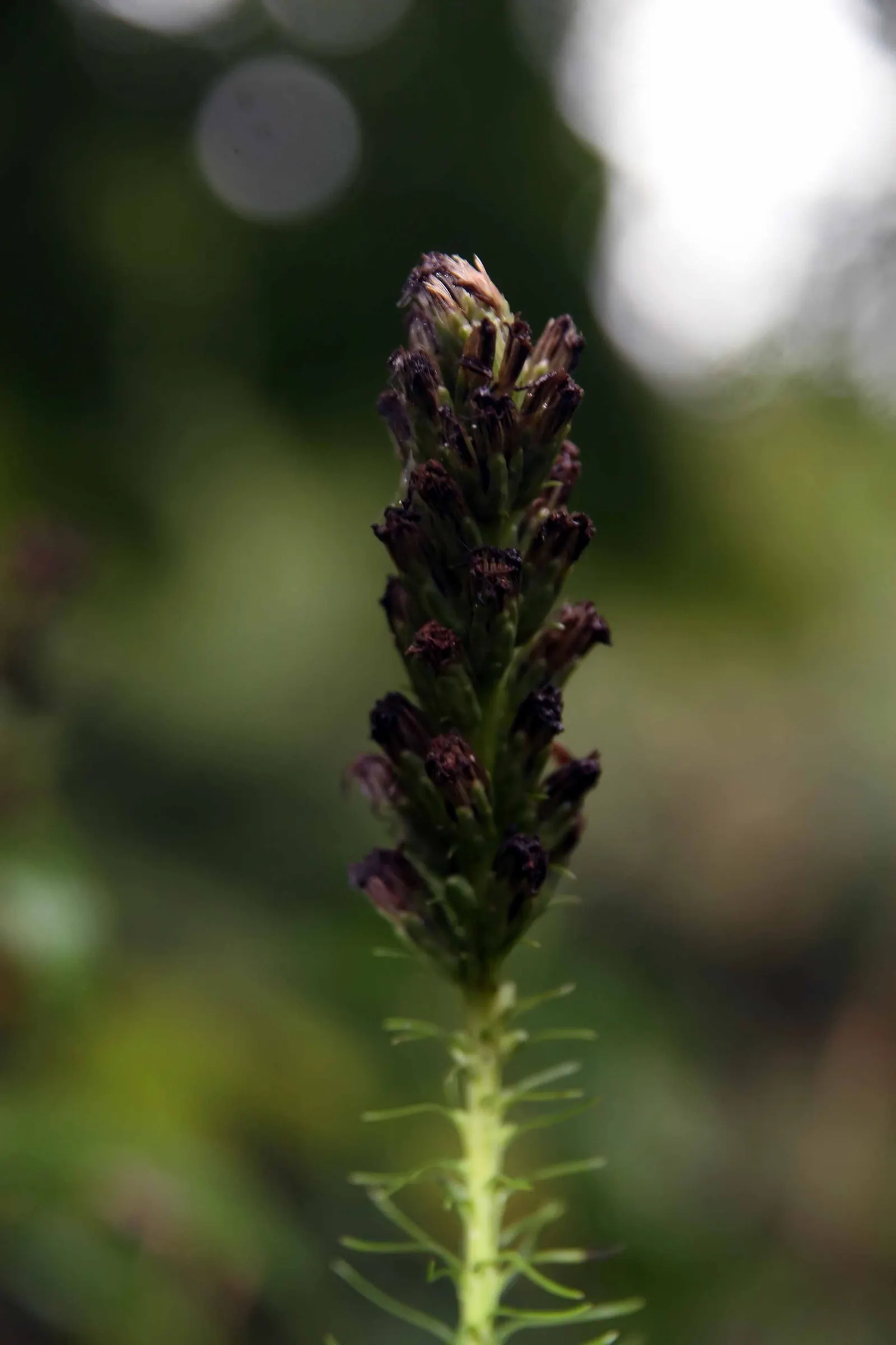 Rattlesnake Master (Eryngium Yuccifolium) — This architectural plant features rosettes of long; making it ideal for xeriscaping in US hardiness, image 52