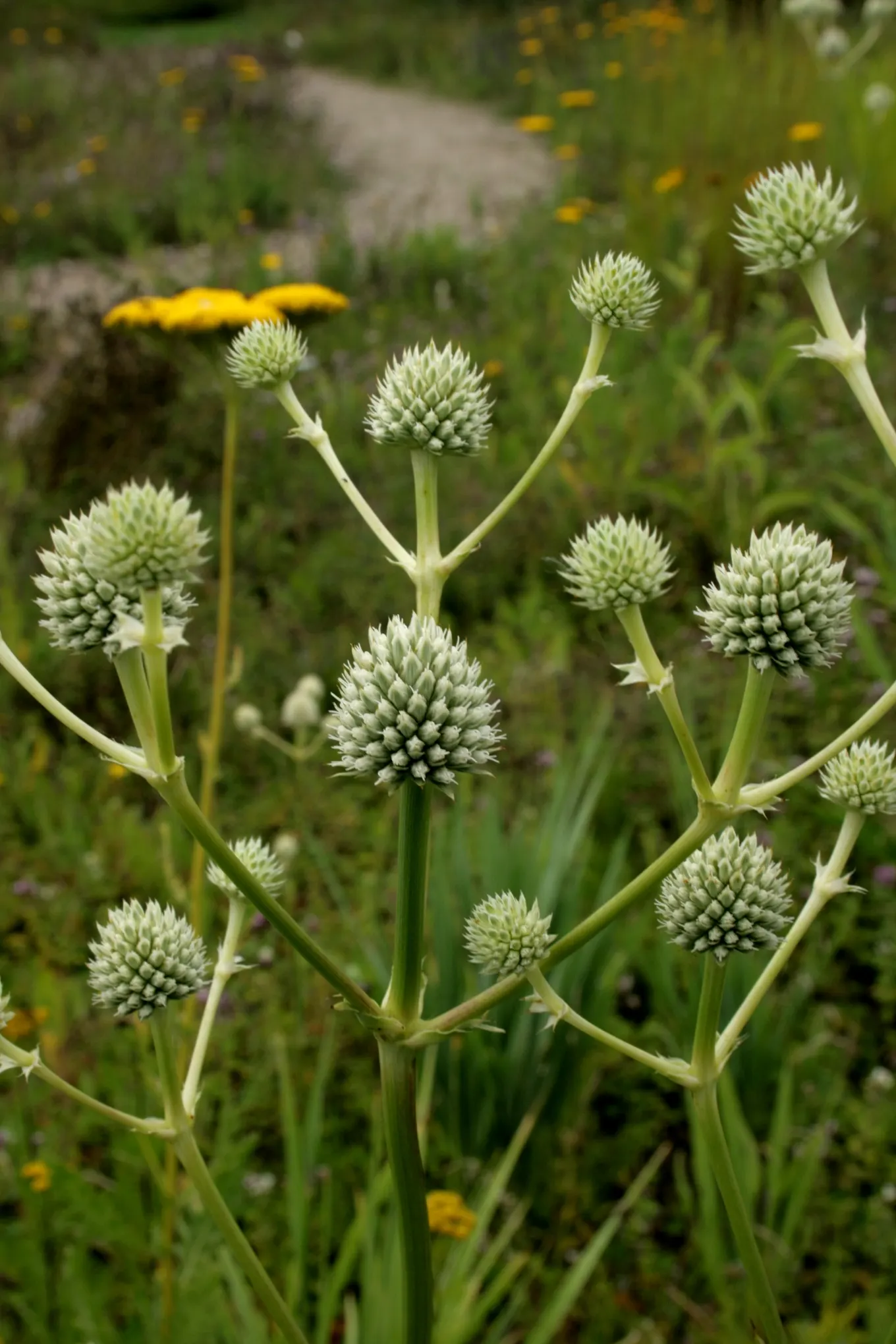 Rattlesnake Master (Eryngium Yuccifolium) — thistle-like flower heads that are approximately 1 inch in diameter atop sturdy