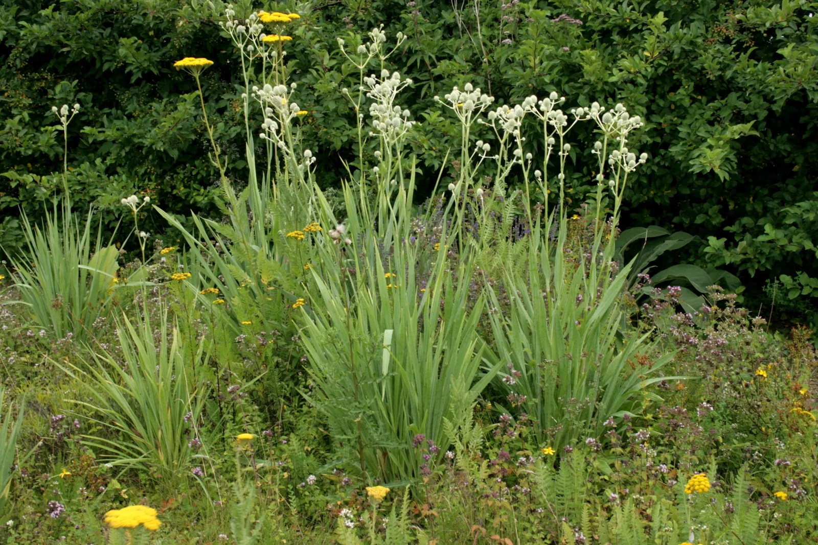Rattlesnake Master (Eryngium Yuccifolium) — Requiring little maintenance