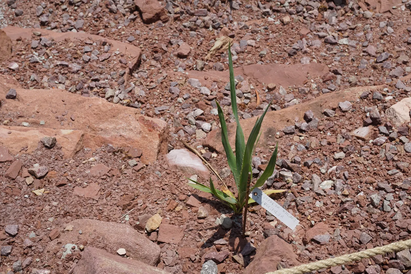 Rattlesnake Master (Eryngium Yuccifolium) — This architectural plant features rosettes of long; making it ideal for xeriscaping in US hardiness zones 3 to 9