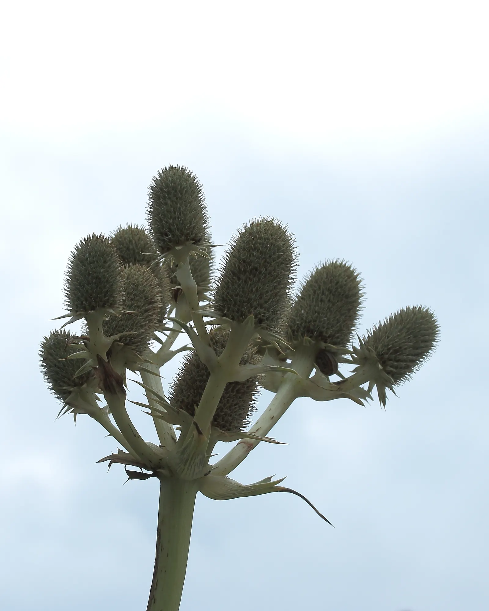 Rattlesnake Master (Eryngium Yuccifolium) — Eryngium yuccifolium, commonly called Rattlesnake Master, is a perennial native to North American, image 26