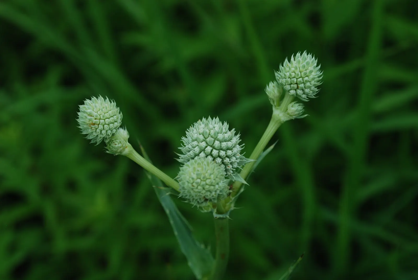 Rattlesnake Master (Eryngium Yuccifolium) — perennial with green and white blooms; these bloom from July to September, image 74