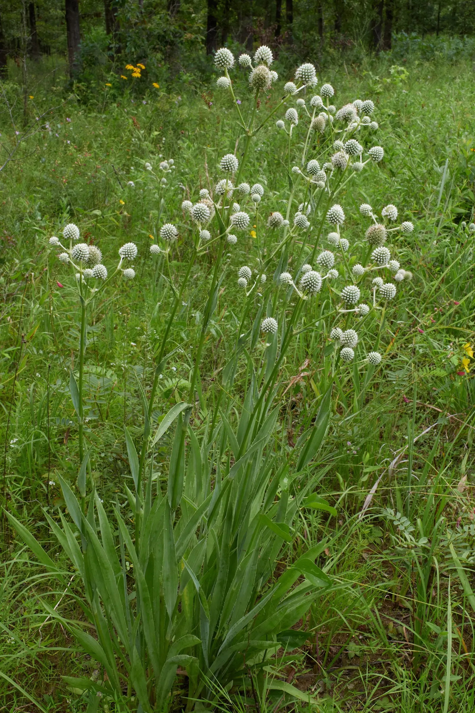 Rattlesnake Master (Eryngium Yuccifolium) — is an intriguing perennial plant native to the tallgrass prairies of central and eastern North America; yucca-like