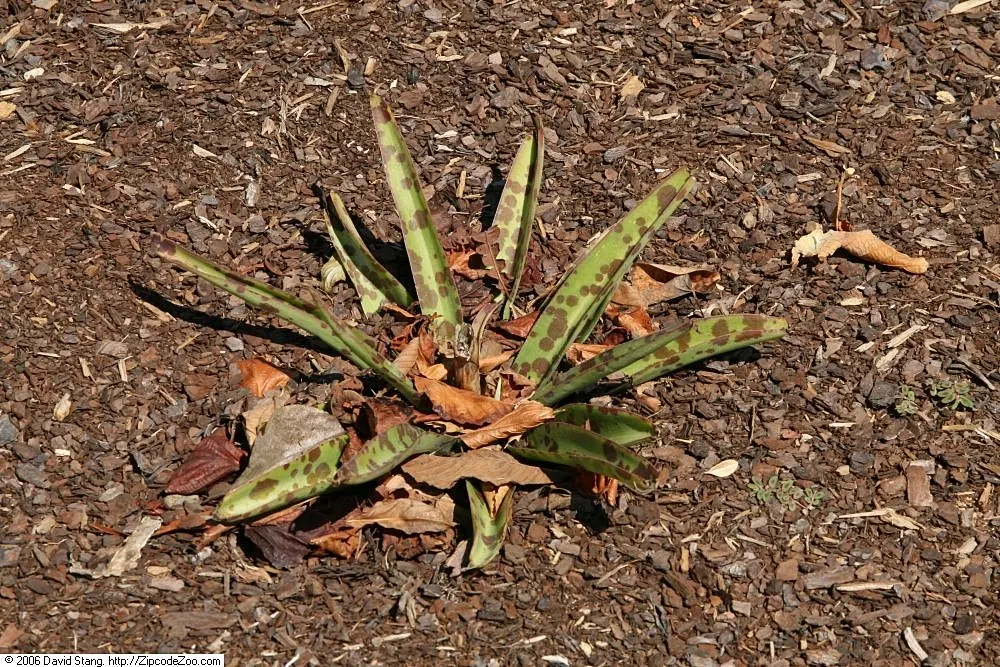 Rattlesnake Master (Eryngium Yuccifolium) — These bloom from July to September; this architectural plant features rosettes of long, image 65