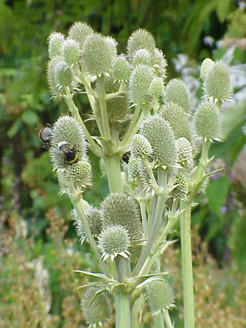 Rattlesnake Master (Eryngium Yuccifolium) — Thriving in USDA zones 3-8, it prefers full sun and well-drained soil, tolerating drought and poor soils