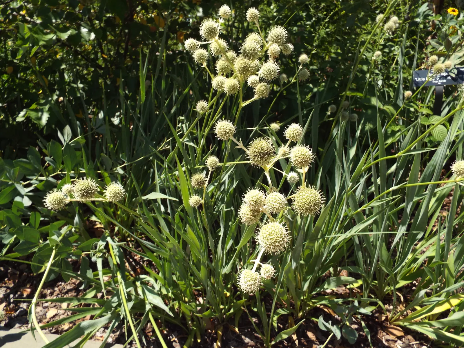 Rattlesnake Master (Eryngium Yuccifolium) — Standing at a stately 4 to 5 feet tall when mature; ideal for xeriscaping, it adds unique texture and, image 87