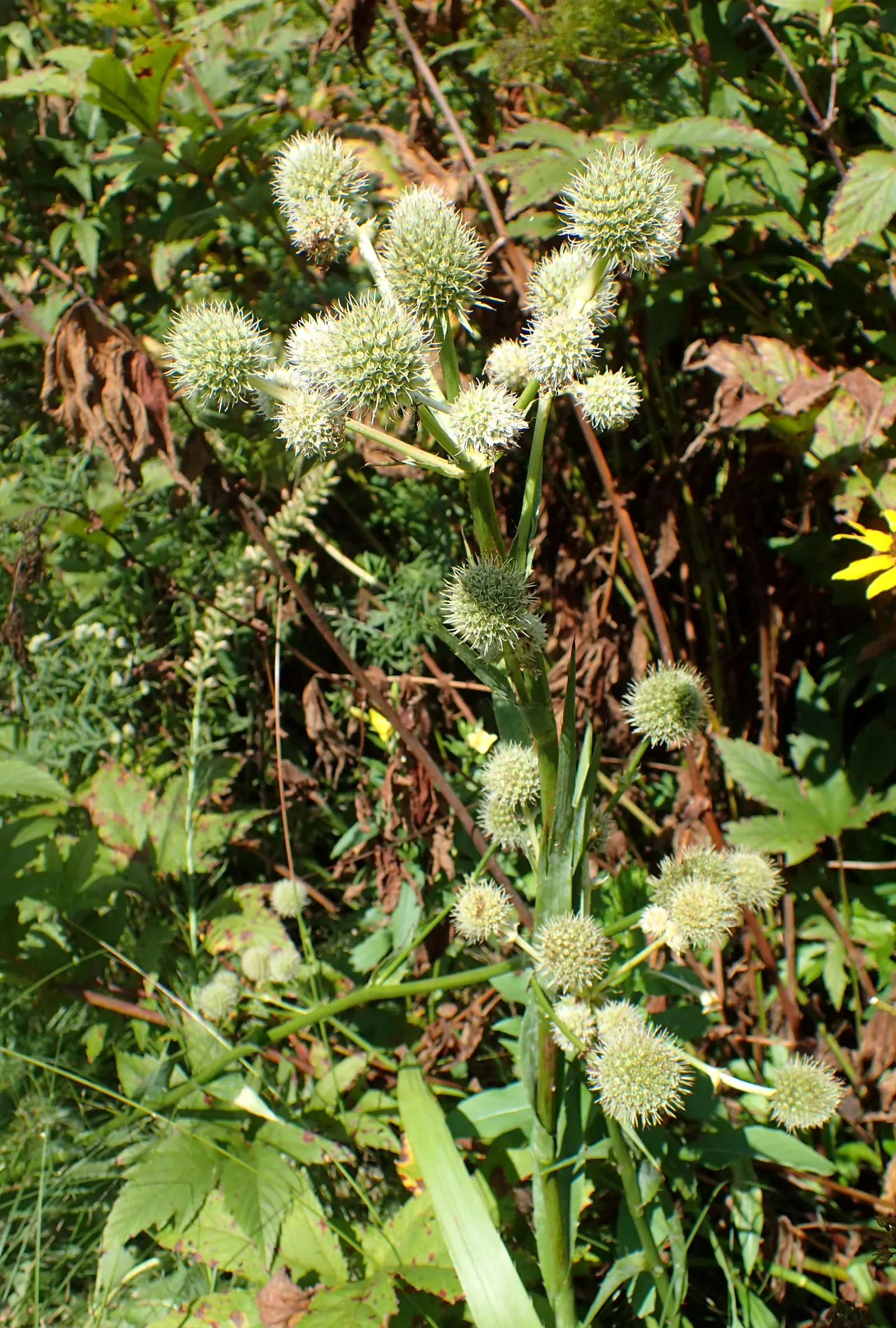 Rattlesnake Master (Eryngium Yuccifolium) — perennial with green and white blooms; these bloom from July to September