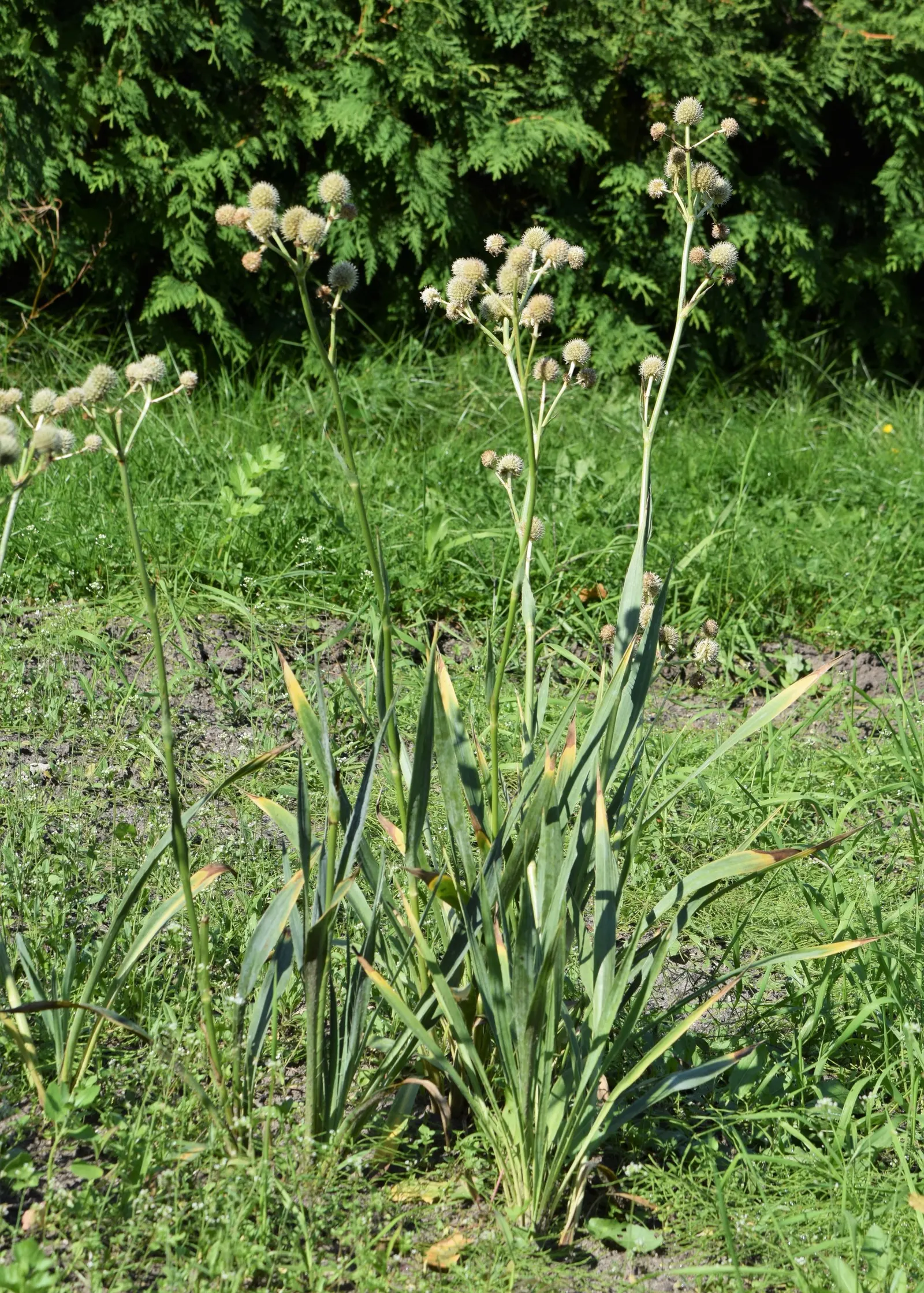 Rattlesnake Master (Eryngium Yuccifolium) — Thriving in USDA zones 3-8, it prefers full sun and well-drained soil, tolerating drought and poor, image 55