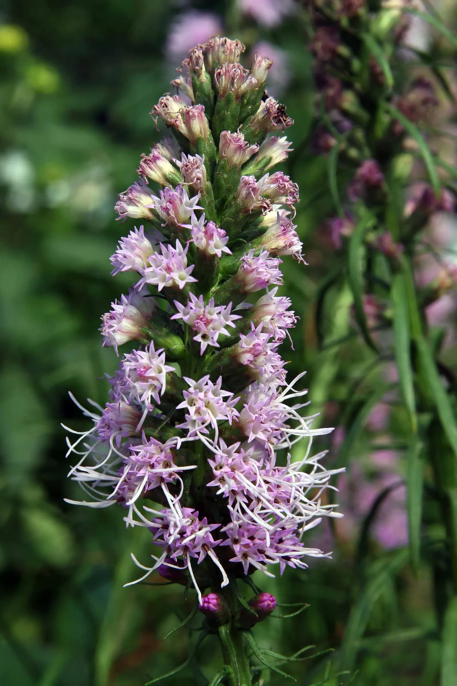 Rattlesnake Master (Eryngium Yuccifolium) — yucca-like leaves and spherical; this plant prefers full sun but can tolerate partial shade, image 78