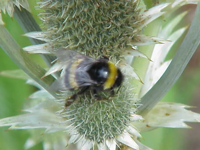 Rattlesnake Master (Eryngium Yuccifolium) — Requiring little maintenance; it's excellent for adding structure in naturalistic plantings and prairie restorations