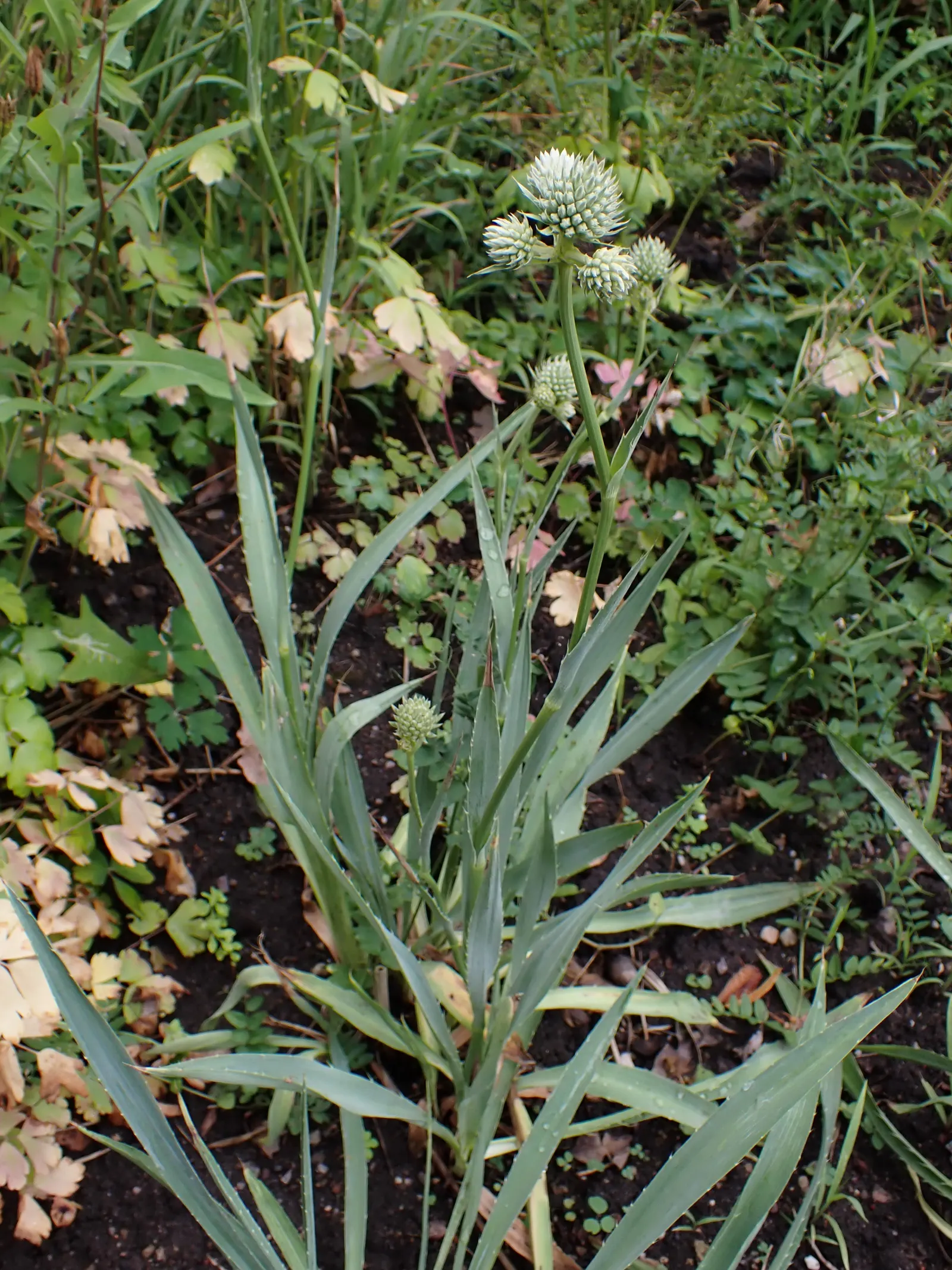 Rattlesnake Master (Eryngium Yuccifolium) — thistle-like flower heads that are approximately 1 inch in diameter atop sturdy; and its blooms serve, image 64