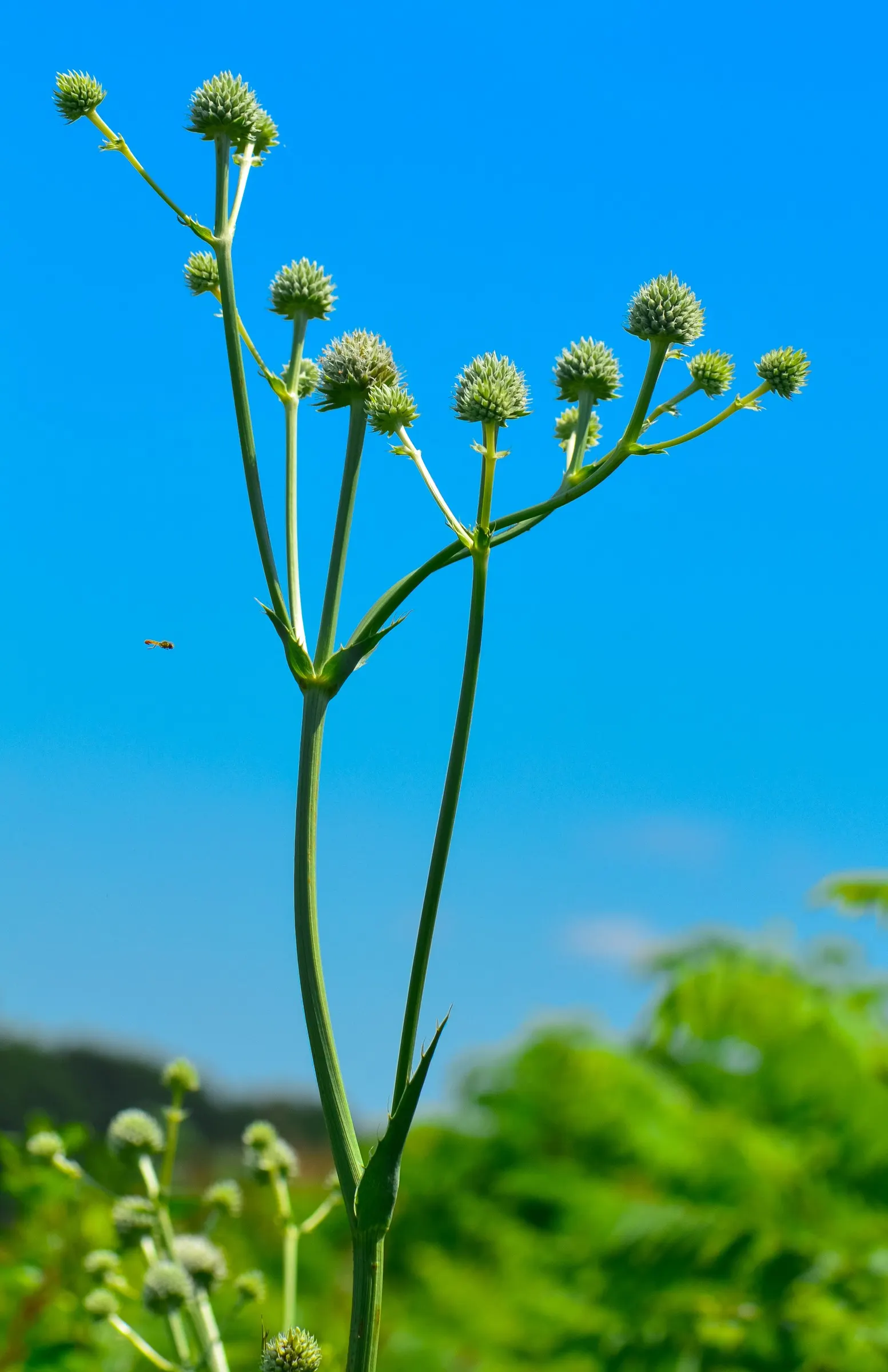 Rattlesnake Master (Eryngium Yuccifolium) — commonly referred to as Rattlesnake Master; requiring little maintenance, image 57